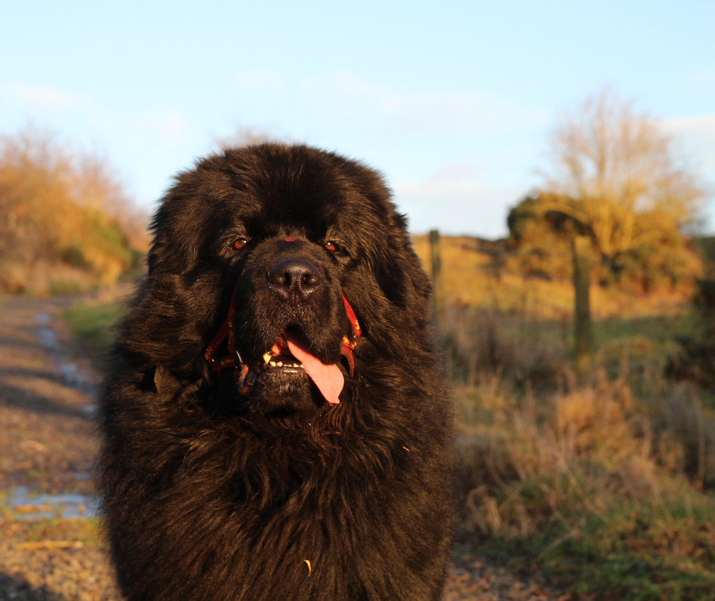 Large pet package