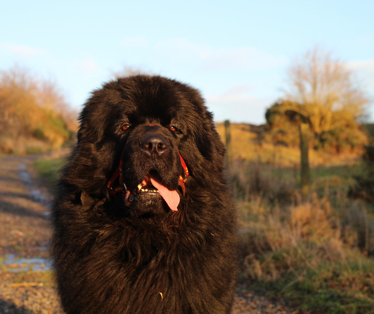 Large pet package